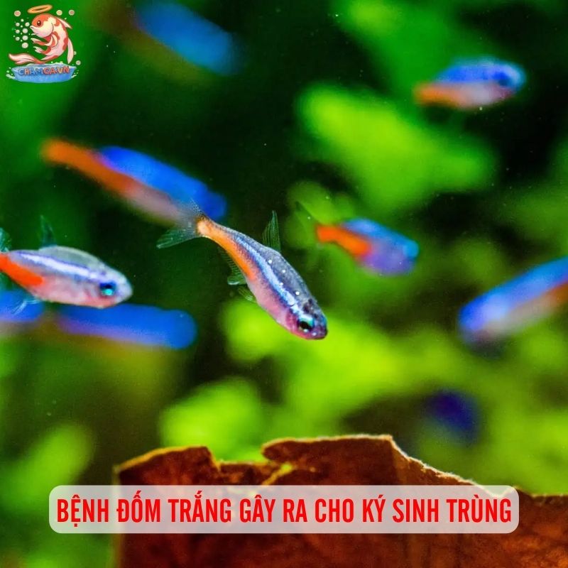Cá Neon Bị Đốm Trắng: Hiểu Rõ Triệu Chứng & Cách Phòng Ngừa 1 Bệnh đốm trắng gây ra cho ký sinh trùng