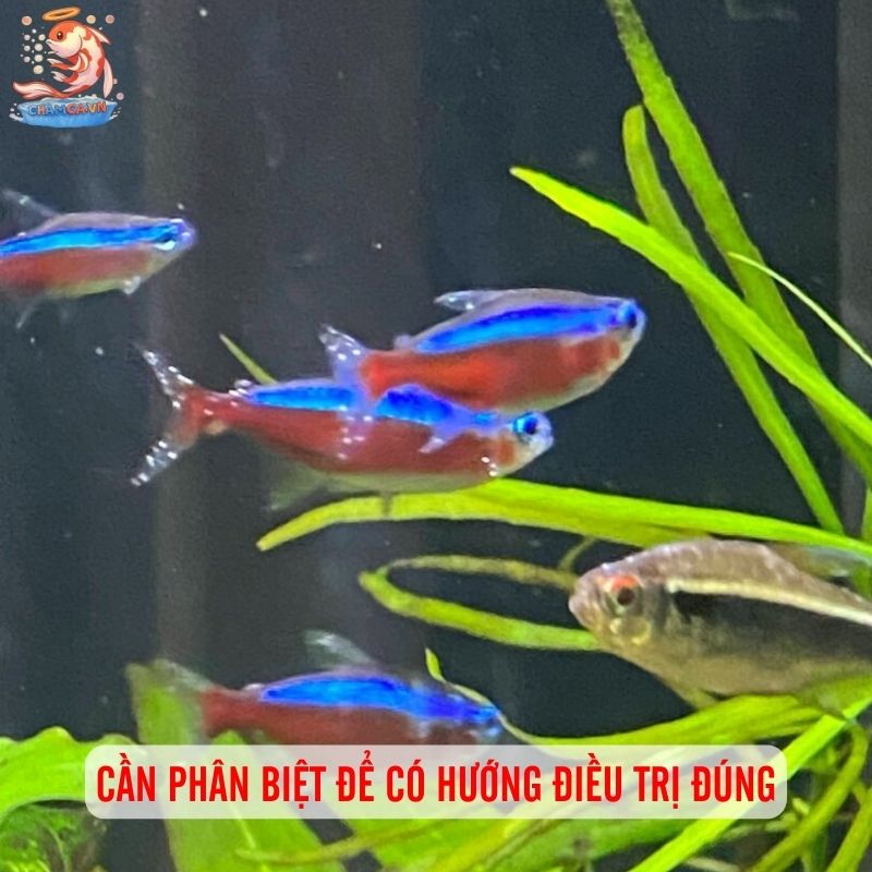 Cá Neon Bị Đốm Trắng: Hiểu Rõ Triệu Chứng & Cách Phòng Ngừa 2 Cần phân biệt để có hướng điều trị đúng