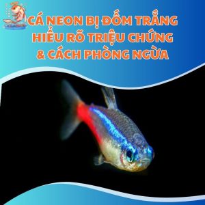 Cá Neon Bị Đốm Trắng: Hiểu Rõ Triệu Chứng & Cách Phòng Ngừa