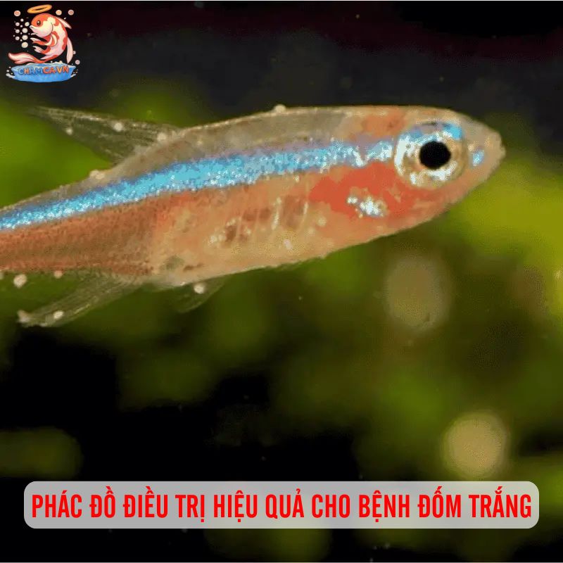 Cá Neon Bị Đốm Trắng: Hiểu Rõ Triệu Chứng & Cách Phòng Ngừa 3 Phác đồ điều trị hiệu quả cho bệnh đốm trắng