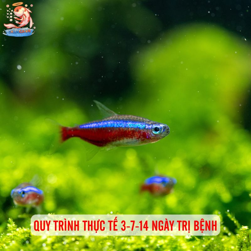 Cá Neon Bị Đốm Trắng: Hiểu Rõ Triệu Chứng & Cách Phòng Ngừa 4 Quy trình thực tế 3-7-14 ngày trị bệnh