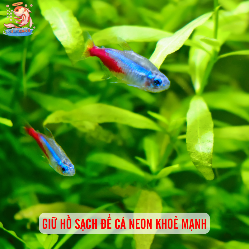 Cá Neon Bị Đốm Trắng: Hiểu Rõ Triệu Chứng & Cách Phòng Ngừa 5 Giữ hồ sạch để cá neon khoẻ mạnh