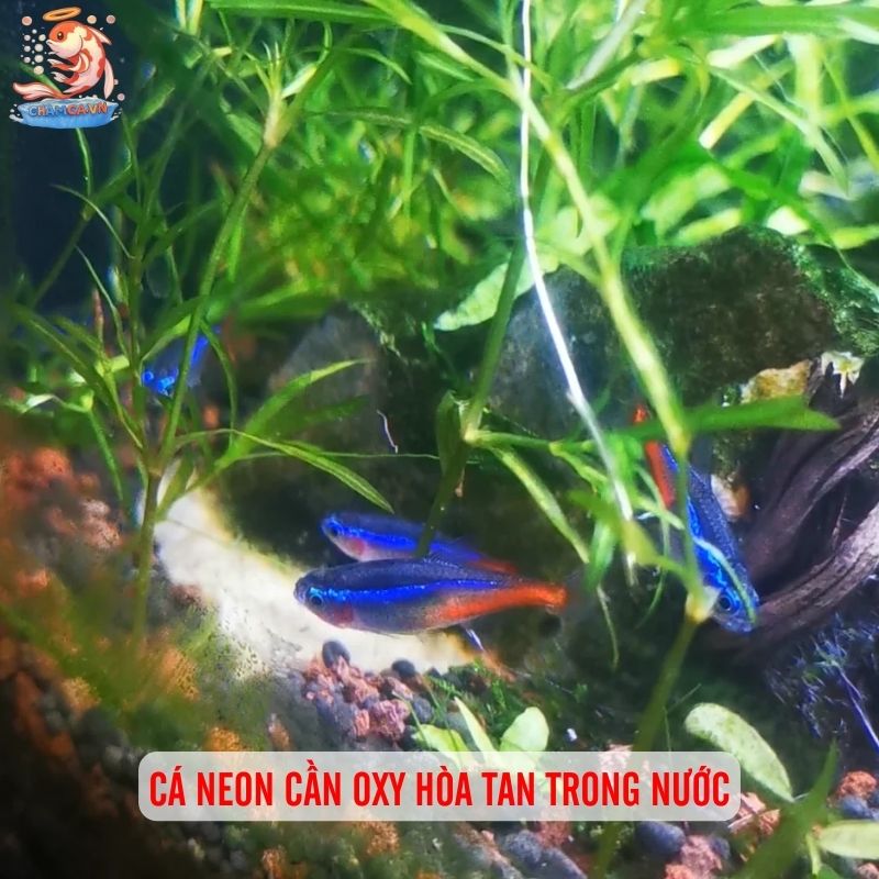 Cá Neon Có Cần Oxy Không? Giải Đáp Chi Tiết Cho Người Mới 1 Cá neon hô hấp nhờ mang và cần oxy hòa tan trong nước