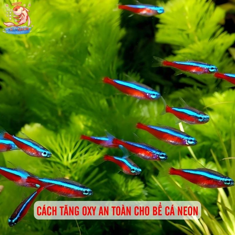 Cá Neon Có Cần Oxy Không? Giải Đáp Chi Tiết Cho Người Mới 3 Cách tăng oxy an toàn cho bể cá neon