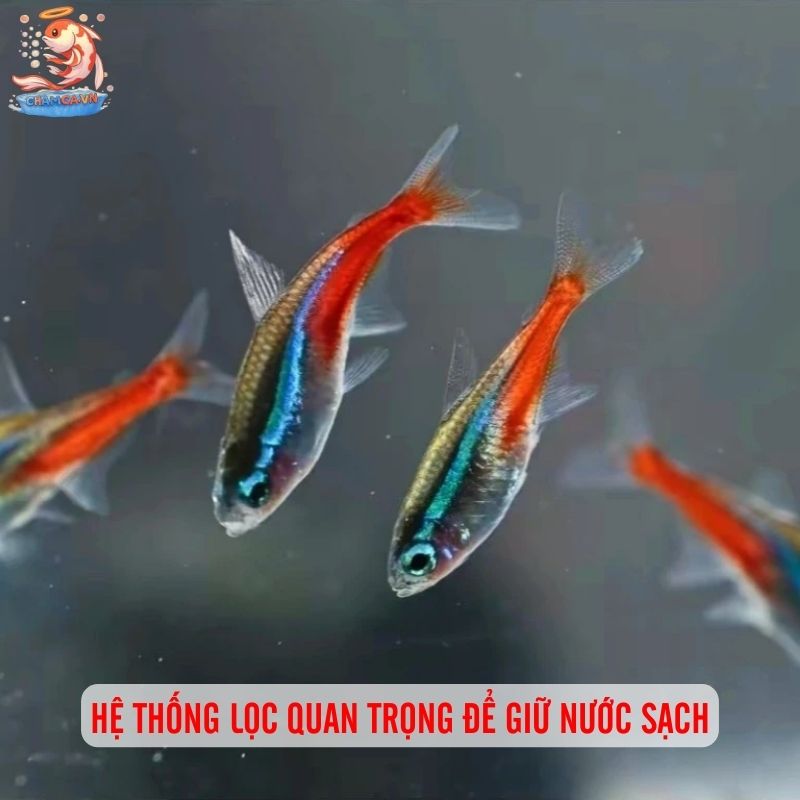 Cá Neon Có Cần Oxy Không? Giải Đáp Chi Tiết Cho Người Mới 4 Hệ thống lọc quan trọng để giữ nước sạch