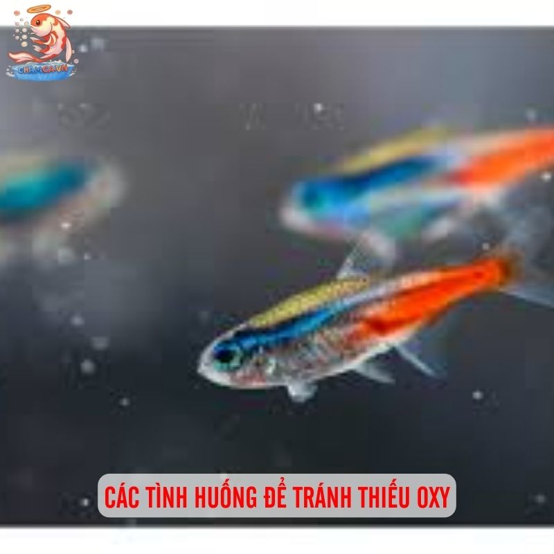 Cá Neon Có Cần Oxy Không? Giải Đáp Chi Tiết Cho Người Mới 5 Các tình huống để tránh thiếu oxy
