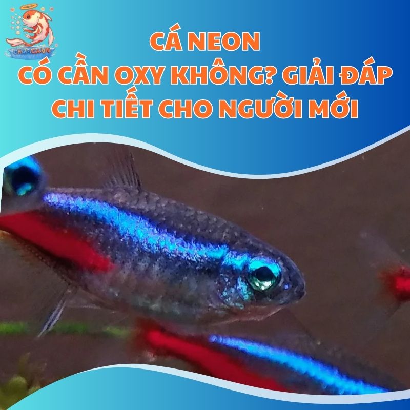 Cá Neon Có Cần Oxy Không? Giải Đáp Chi Tiết Cho Người Mới