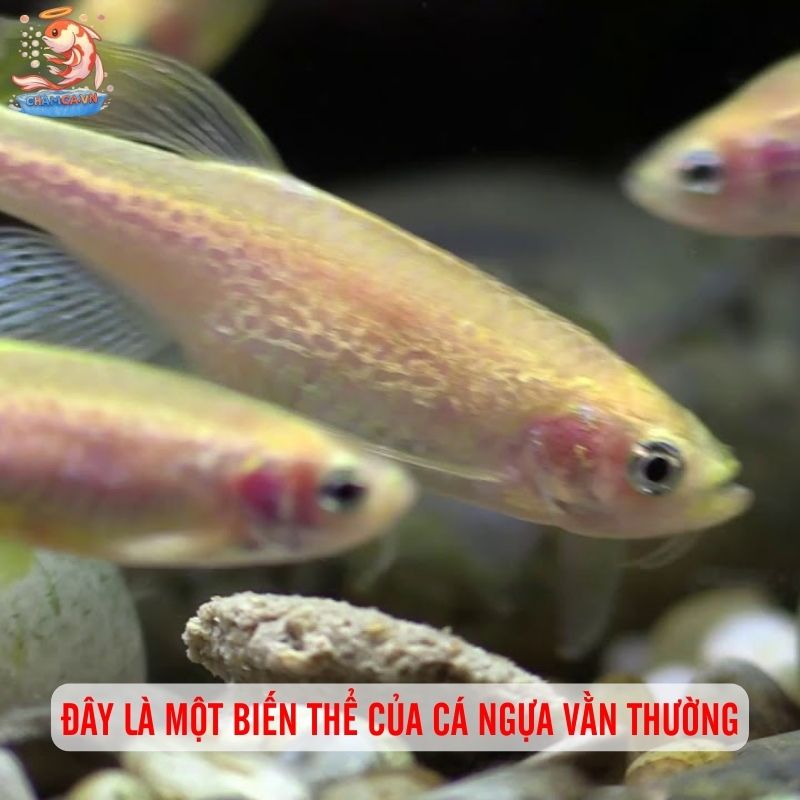 Cách Nuôi Cá Ngựa Vằn Albino Khoẻ Mạnh & Bền Màu Nhất 1 Đây là một biến thể của cá ngựa vằn thường