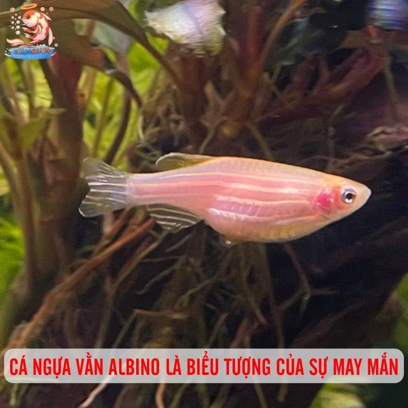 Cách Nuôi Cá Ngựa Vằn Albino Khoẻ Mạnh & Bền Màu Nhất 2 Cá ngựa vằn Albino là biểu tượng của sự may mắn