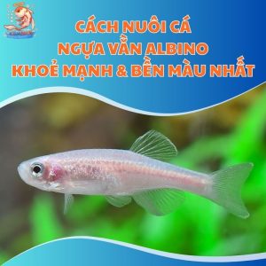 Cách Nuôi Cá Ngựa Vằn Albino Khoẻ Mạnh & Bền Màu Nhất