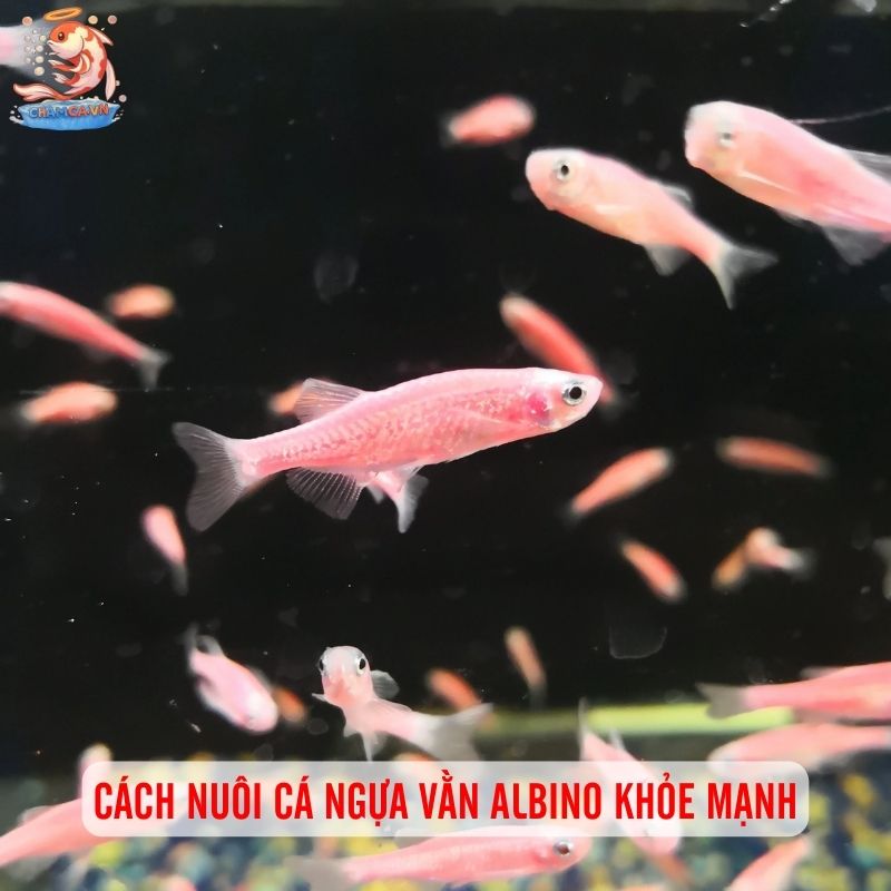 Cách Nuôi Cá Ngựa Vằn Albino Khoẻ Mạnh & Bền Màu Nhất 3 Cách nuôi cá ngựa vằn Albino khỏe mạnh