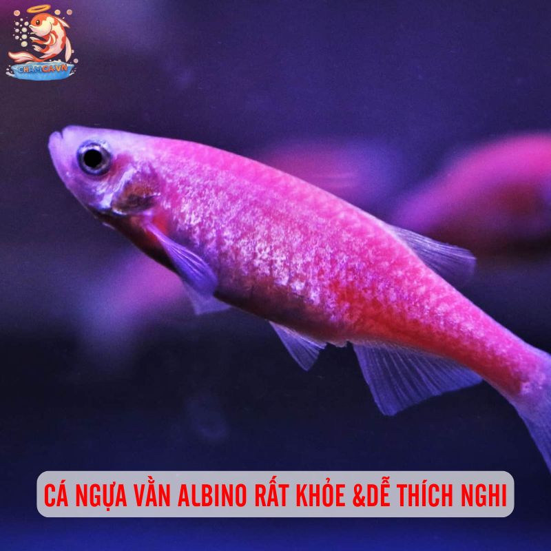 Cách Nuôi Cá Ngựa Vằn Albino Khoẻ Mạnh & Bền Màu Nhất 4 Cá ngựa vằn Albino rất khỏe, ít bệnh và dễ thích nghi