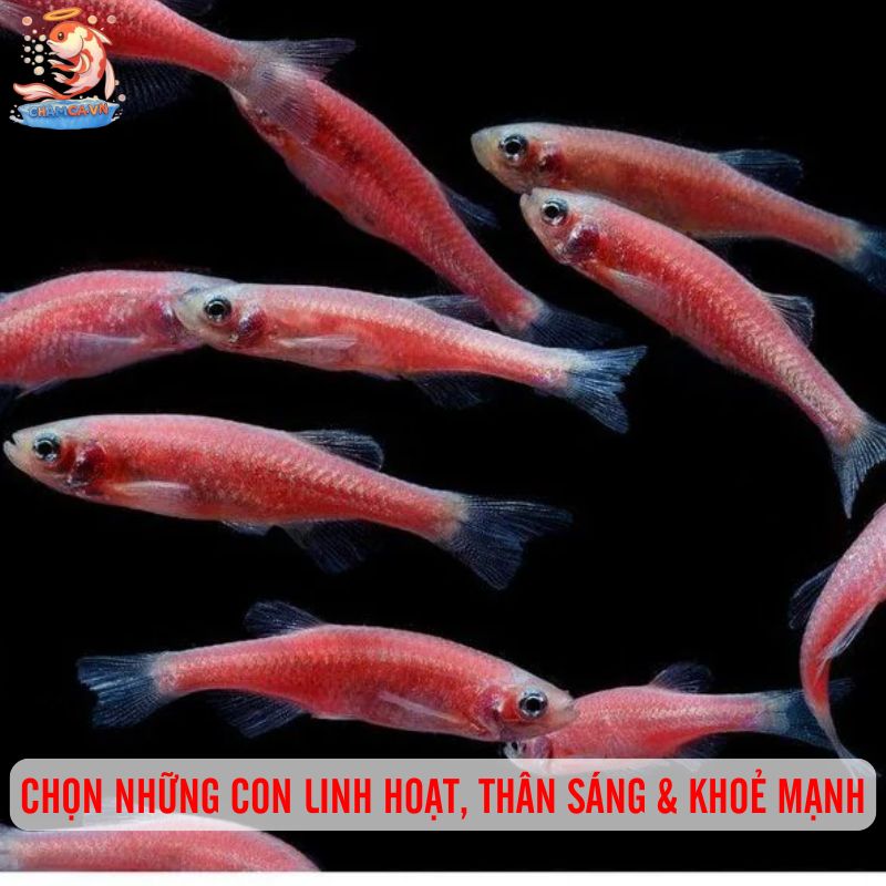Cách Nuôi Cá Ngựa Vằn Albino Khoẻ Mạnh & Bền Màu Nhất 5 Hãy chọn những con bơi linh hoạt, thân sáng & khoẻ mạnh