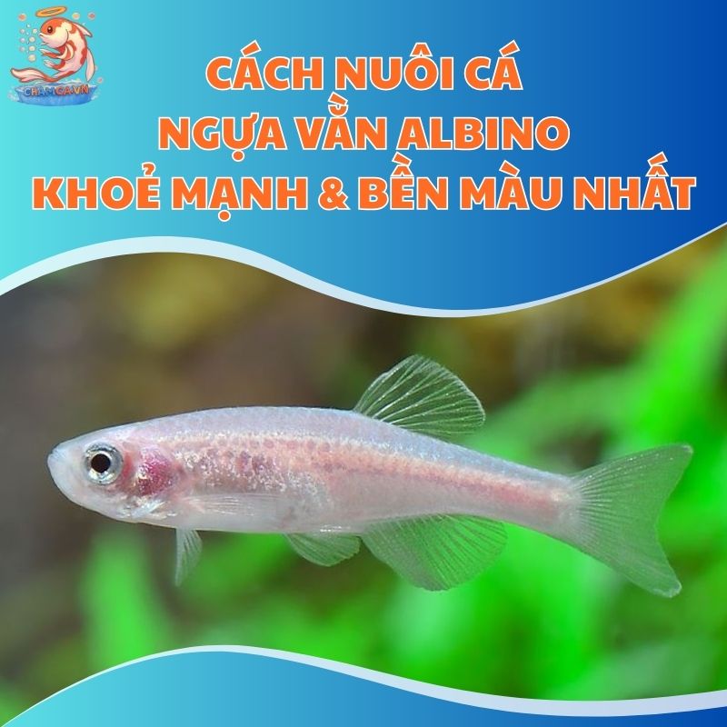 Cách Nuôi Cá Ngựa Vằn Albino Khoẻ Mạnh & Bền Màu Nhất