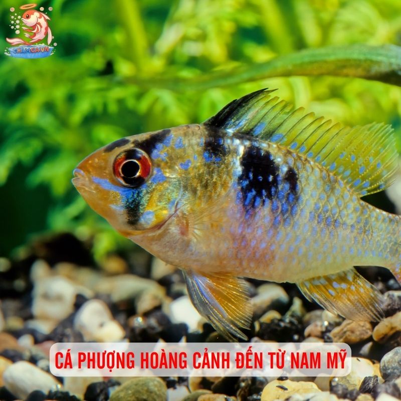 Bí Quyết Nuôi Cá Phượng Hoàng Cảnh Lên Màu Đẹp Nhất 1 Cá Phượng Hoàng cảnh đến từ Nam Mỹ