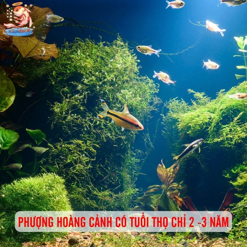Bí Quyết Nuôi Cá Phượng Hoàng Cảnh Lên Màu Đẹp Nhất 2 Phượng Hoàng cảnh có tuổi thọ chỉ 2 -3 năm
