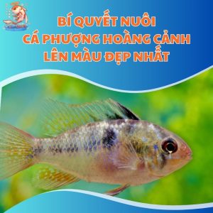 Bí Quyết Nuôi Cá Phượng Hoàng Cảnh Lên Màu Đẹp Nhất