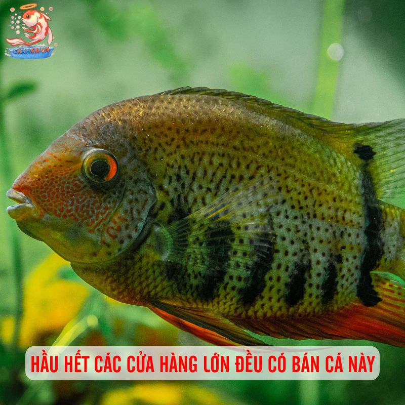 Bí Quyết Nuôi Cá Phượng Hoàng Cảnh Lên Màu Đẹp Nhất 3 Hầu hết các cửa hàng lớn đều có bán cá này