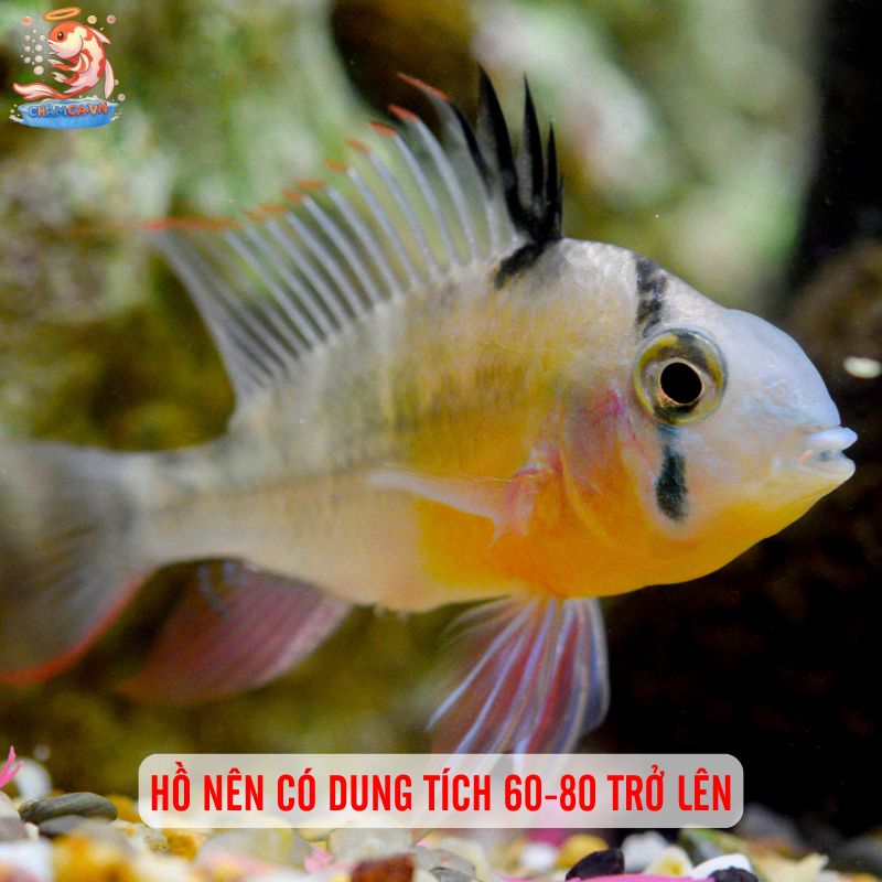 Bí Quyết Nuôi Cá Phượng Hoàng Cảnh Lên Màu Đẹp Nhất 4 Hồ nên có dung tích 60-80 trở lên