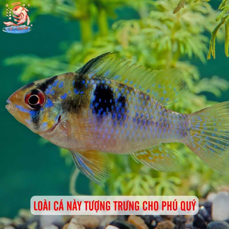 Bí Quyết Nuôi Cá Phượng Hoàng Cảnh Lên Màu Đẹp Nhất 5 Loài cá này tượng trưng cho phú quý