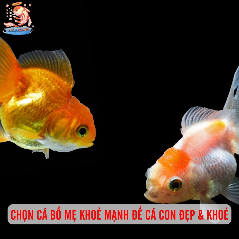 Cá Ping Pong Đẻ Trứng: Bí Quyết Nuôi Sinh Sản Hiệu Quả 6 Chọn cá bố mẹ khoẻ mạnh để cá con đẹp & khoẻ