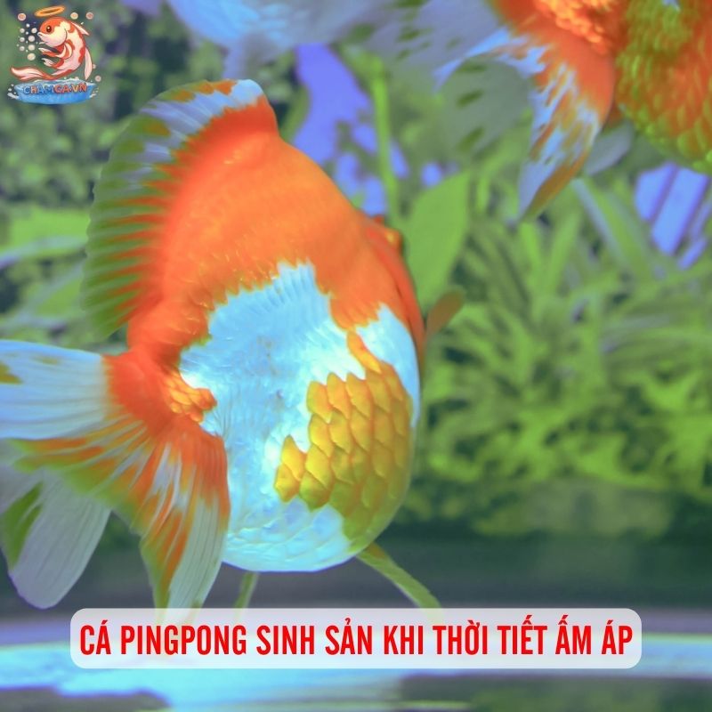 Cá Ping Pong Đẻ Trứng: Bí Quyết Nuôi Sinh Sản Hiệu Quả 1 Cá pingpong sinh sản khi thời tiết ấm áp