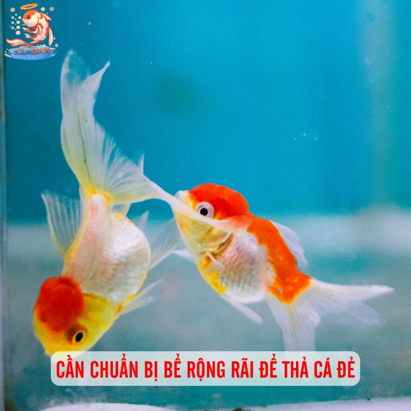 Cá Ping Pong Đẻ Trứng: Bí Quyết Nuôi Sinh Sản Hiệu Quả 2 Cần chuẩn bị bể rộng rãi để thả cá đẻ