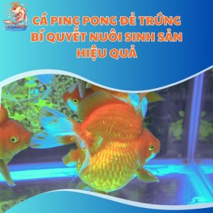 Cá Ping Pong Đẻ Trứng: Bí Quyết Nuôi Sinh Sản Hiệu Quả