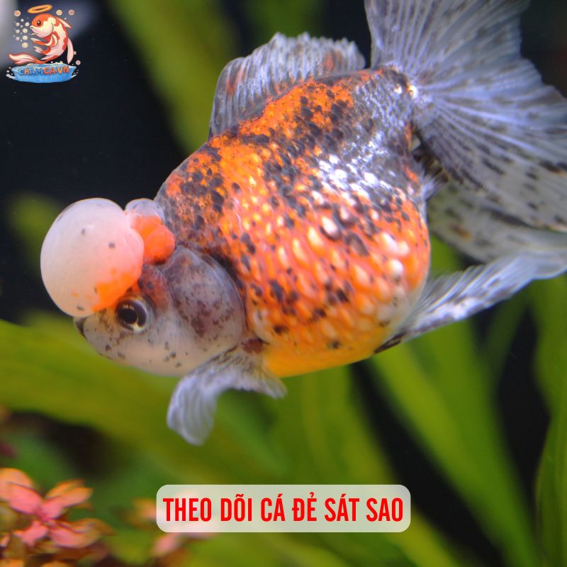 Cá Ping Pong Đẻ Trứng: Bí Quyết Nuôi Sinh Sản Hiệu Quả 3 Theo dõi cá đẻ sát sao