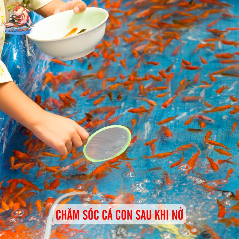 Cá Ping Pong Đẻ Trứng: Bí Quyết Nuôi Sinh Sản Hiệu Quả 4 Chăm sóc cá con sau khi nở