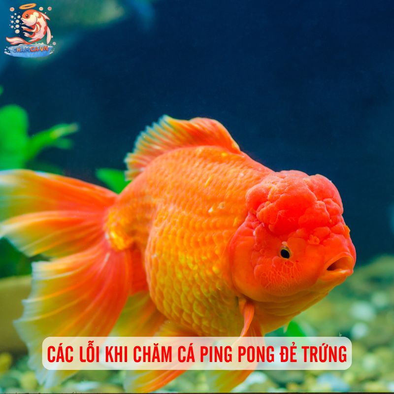 Cá Ping Pong Đẻ Trứng: Bí Quyết Nuôi Sinh Sản Hiệu Quả 5 Các lỗi khi chăm cá ping pong đẻ trứng