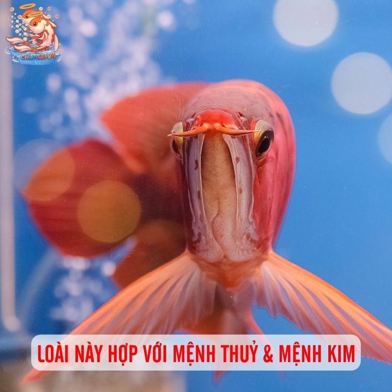 Cá Rồng: Biểu Tượng Cho Thú Chơi Phong Thuỷ Đẳng Cấp 2 Loài này hợp với mệnh thuỷ & mệnh kim