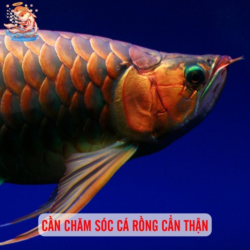 Cá Rồng: Biểu Tượng Cho Thú Chơi Phong Thuỷ Đẳng Cấp 3 Cần chăm sóc cá Rồng cẩn thận