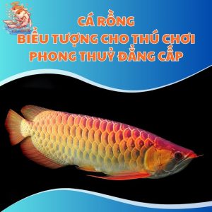 Cá Rồng: Biểu Tượng Cho Thú Chơi Phong Thuỷ Đẳng Cấp