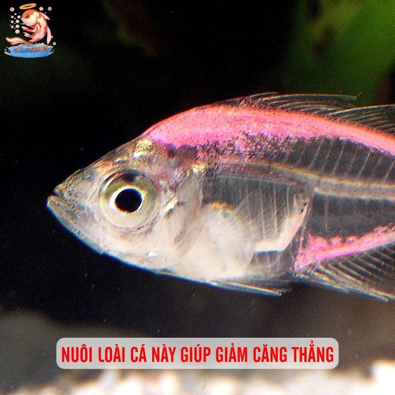 Cá Thủy Tinh Ấn Độ: "Bóng Ma" Trong Suốt Của Thế Giới Thủy Sinh 2 Nuôi loài cá này giúp giảm căng thẳng
