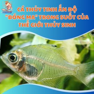 Cá Thủy Tinh Ấn Độ: "Bóng Ma" Trong Suốt Của Thế Giới Thủy Sinh