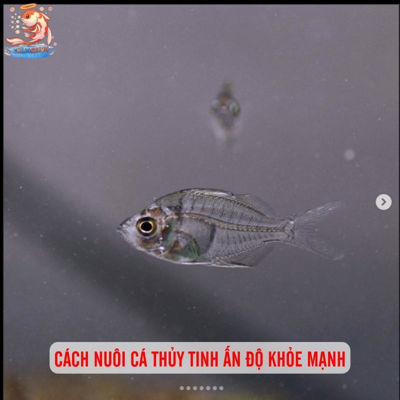 Cá Thủy Tinh Ấn Độ: "Bóng Ma" Trong Suốt Của Thế Giới Thủy Sinh 3 Cách nuôi cá thủy tinh Ấn Độ khỏe mạnh