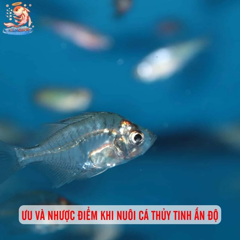 Cá Thủy Tinh Ấn Độ: "Bóng Ma" Trong Suốt Của Thế Giới Thủy Sinh 4 Cá có giá từ 200 -500k/con