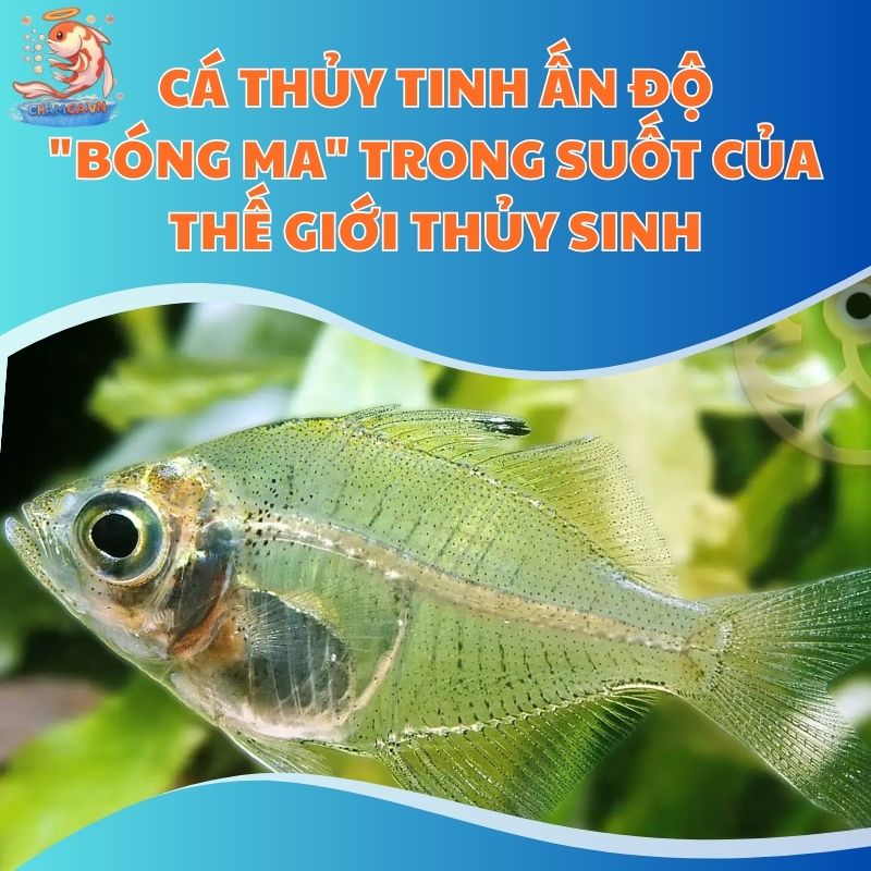 Cá Thủy Tinh Ấn Độ: "Bóng Ma" Trong Suốt Của Thế Giới Thủy Sinh