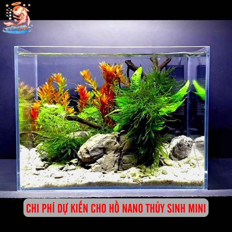 Cách Setup Cây Nano Với Hồ Thuỷ Sinh Đơn Giản - Nhanh Gọn 9 Chi phí dự kiến cho hồ nano thủy sinh mini