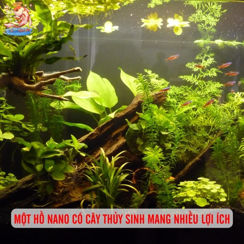 Cách Setup Cây Nano Với Hồ Thuỷ Sinh Đơn Giản - Nhanh Gọn 1 Một hồ nano có cây thủy sinh mang nhiều lợi ích