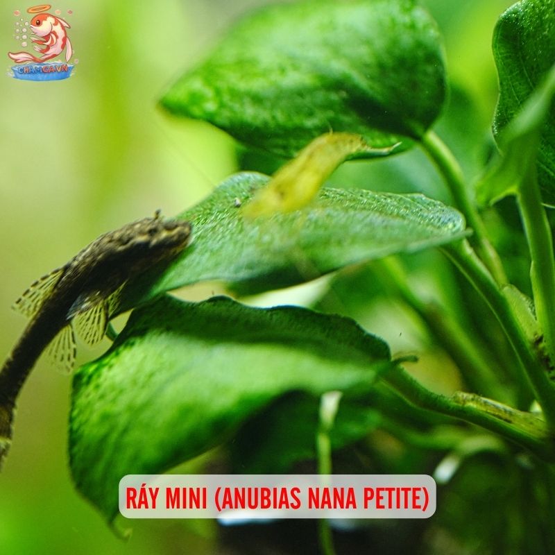 Cách Setup Cây Nano Với Hồ Thuỷ Sinh Đơn Giản - Nhanh Gọn 2 Ráy mini (Anubias nana petite)