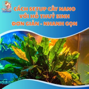 Cách Setup Cây Nano Với Hồ Thuỷ Sinh Đơn Giản - Nhanh Gọn