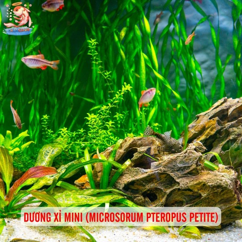 Cách Setup Cây Nano Với Hồ Thuỷ Sinh Đơn Giản - Nhanh Gọn 3 Dương xỉ mini (Microsorum pteropus petite)