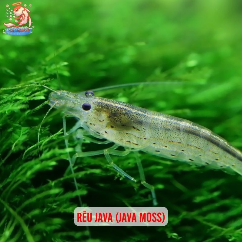 Cách Setup Cây Nano Với Hồ Thuỷ Sinh Đơn Giản - Nhanh Gọn 4 Rêu Java (Java moss)