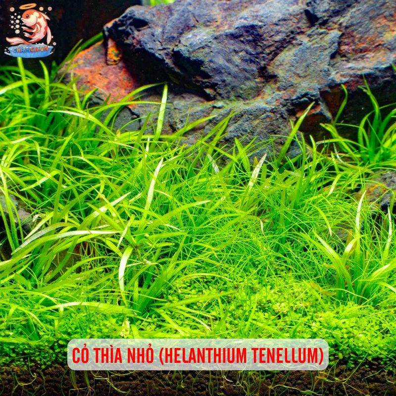 Cách Setup Cây Nano Với Hồ Thuỷ Sinh Đơn Giản - Nhanh Gọn 5 Cỏ thìa nhỏ (Helanthium tenellum)