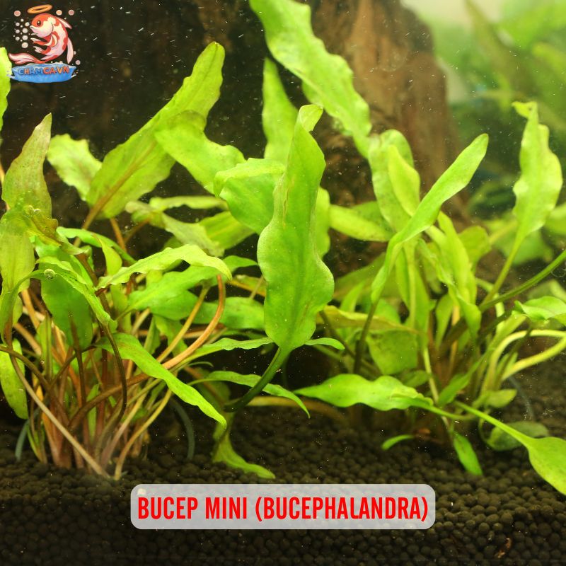 Cách Setup Cây Nano Với Hồ Thuỷ Sinh Đơn Giản - Nhanh Gọn 6 Bucep mini (Bucephalandra)
