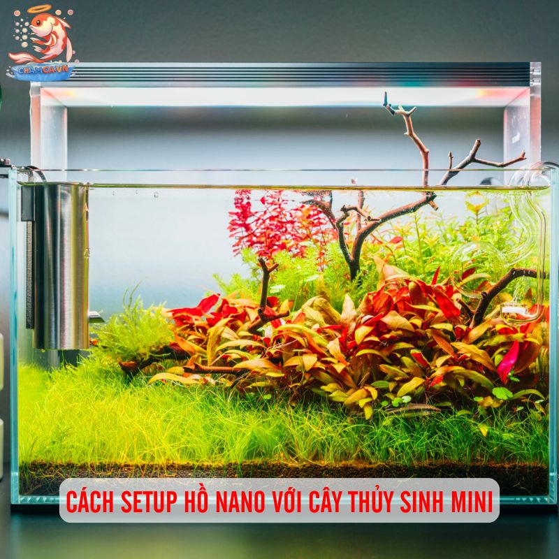 Cách Setup Cây Nano Với Hồ Thuỷ Sinh Đơn Giản - Nhanh Gọn 7 Cách setup hồ nano với cây thủy sinh mini