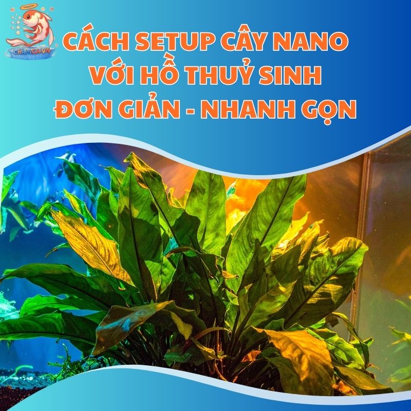 Cách Setup Cây Nano Với Hồ Thuỷ Sinh Đơn Giản - Nhanh Gọn