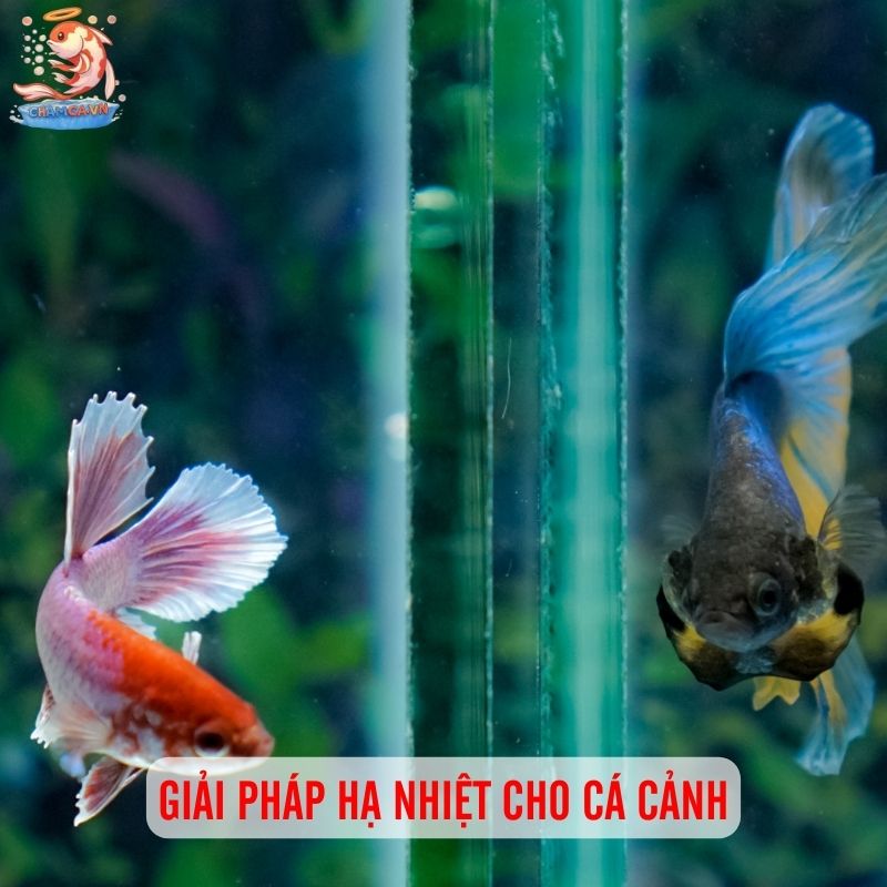 Chăm Sóc Cá Cảnh Mùa Nóng Thế Nào Để Cá Khoẻ Mạnh? 2 Giải pháp hạ nhiệt cho cá cảnh